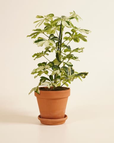 Schefflera Vingersboom Charlotte