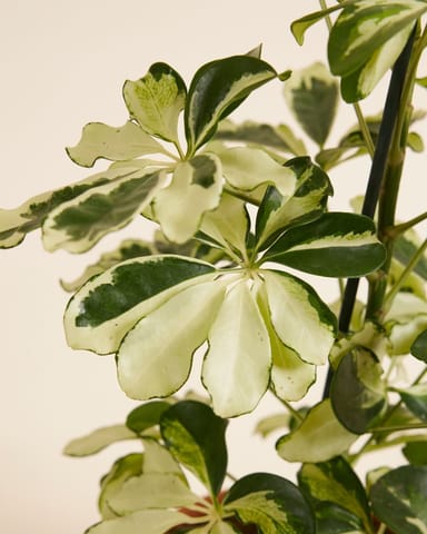 Schefflera Vingersboom Charlotte