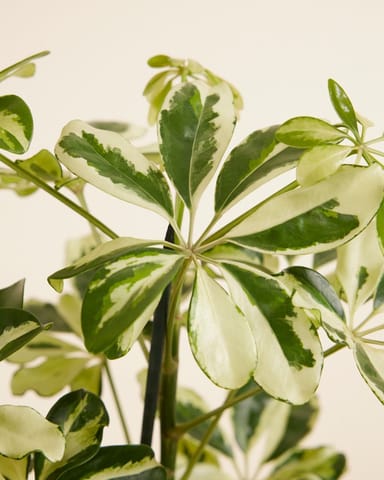 Schefflera Vingersboom Charlotte