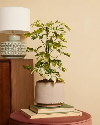 Schefflera Vingersboom Charlotte
