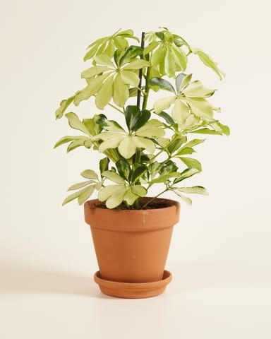 Schefflera Umbrella tree Melanie