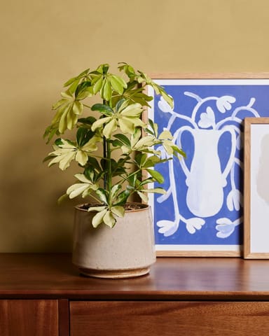 Schefflera Umbrella tree Melanie