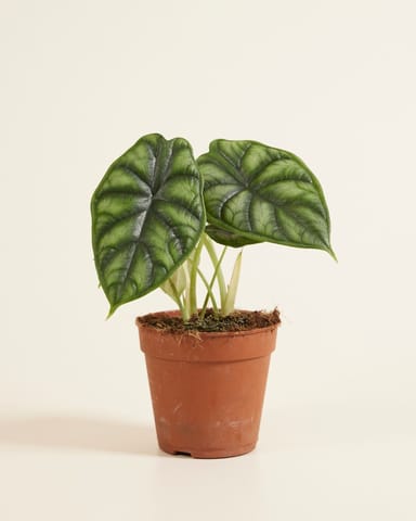 Alocasia Baginda Dragon Scale