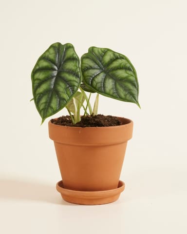 Alocasia Baginda Dragon Scale