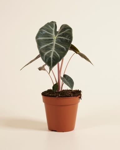 Alocasia Oreille d'éléphant Pink Dragon