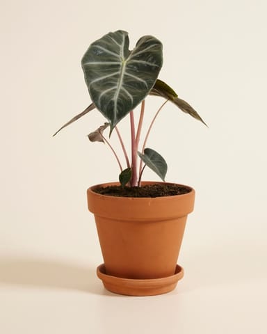 Alocasia Oreille d'éléphant Pink Dragon