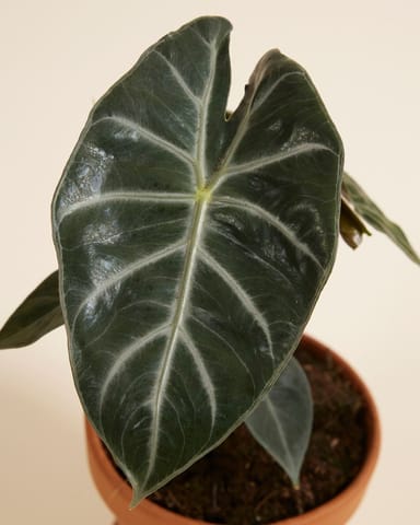 Alocasia Oreille d'éléphant Pink Dragon