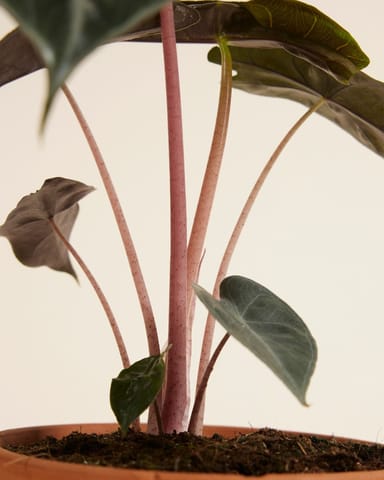 Alocasia Oreille d'éléphant Pink Dragon