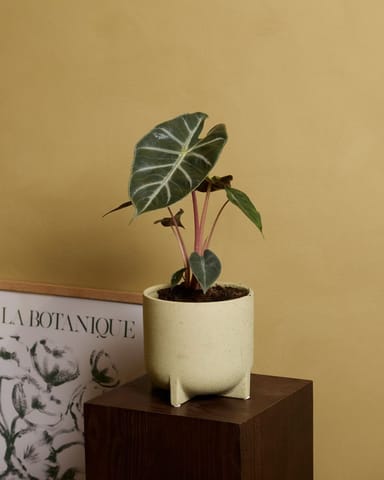 Alocasia Oreille d'éléphant Pink Dragon