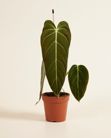 Philodendron Filodendro Melanochrysum