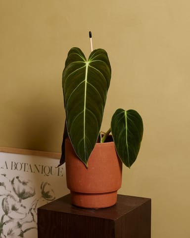 Philodendron Filodendro Melanochrysum