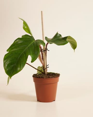 Philodendron Squamiferum