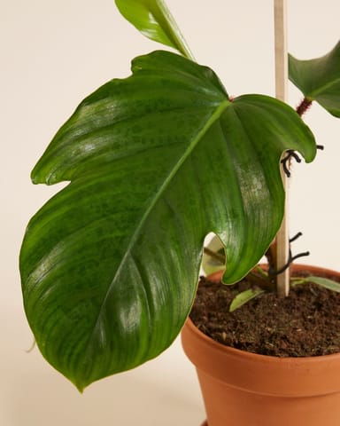 Philodendron Squamiferum