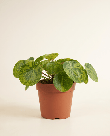 Pilea Peperomioides Ufopflanze Mojito®