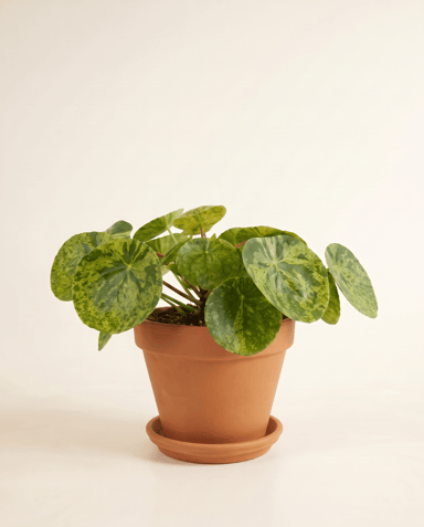 Pilea Peperomioides Ufopflanze Mojito®
