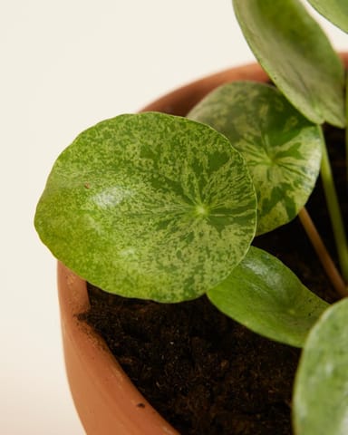 Pilea Peperomioides Pancake plant Mojito®