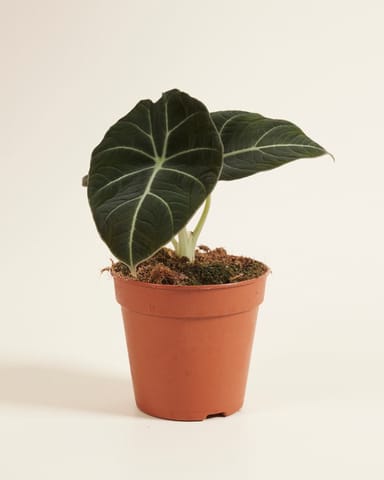 Alocasia Elefantenohr Black Velvet