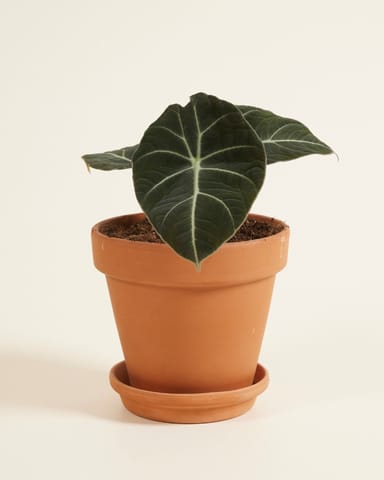 Alocasia Elefantenohr Black Velvet