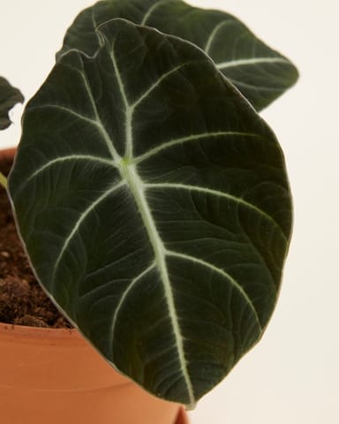 Alocasia Elefantenohr Black Velvet