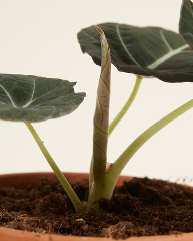 Alocasia Elefantenohr Black Velvet