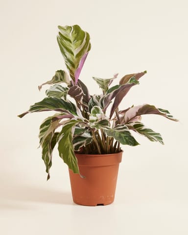 Calathea Pfeilwurze Stella
