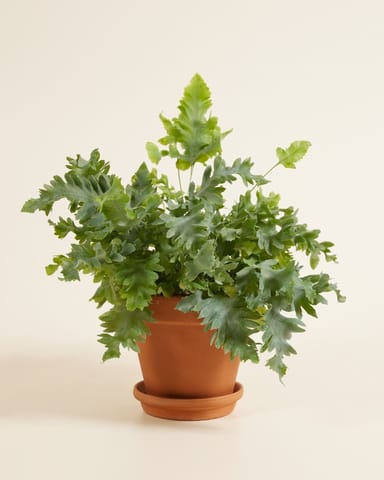 Davana Blauwvaren Phlebodium