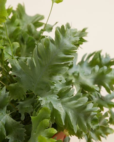 Davana Blauwvaren Phlebodium