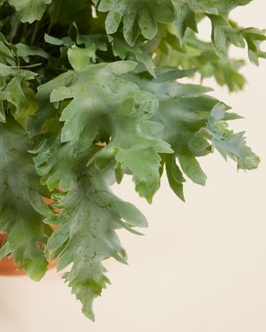 Davana Blauwvaren Phlebodium