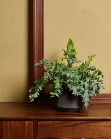 Davana Blauwvaren Phlebodium