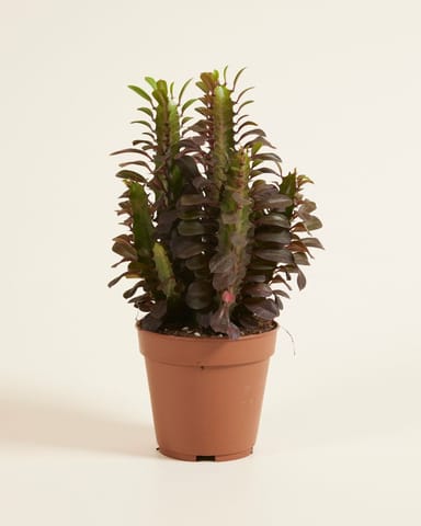 Euphorbia Wolfsmelk Rubra