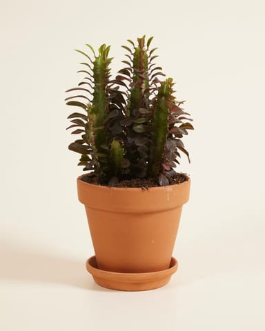 Euphorbia Wolfsmelk Rubra