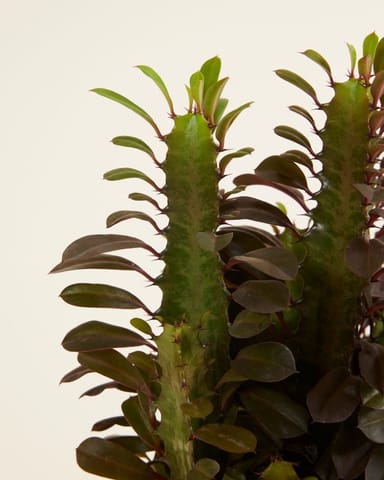 Euphorbia Wolfsmelk Rubra
