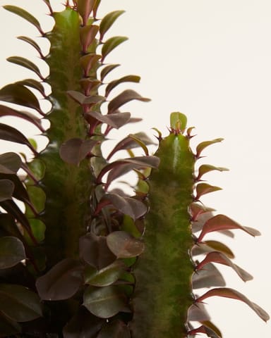 Euphorbia Wolfsmelk Rubra