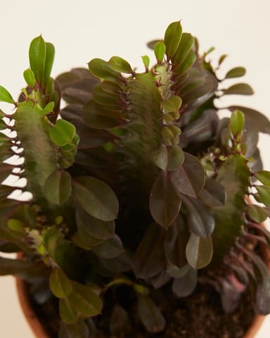 Euphorbia Wolfsmelk Rubra