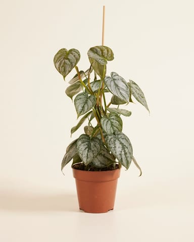 Philodendron Baumfreund Brandtianum