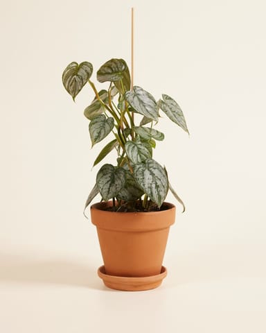 Philodendron Baumfreund Brandtianum