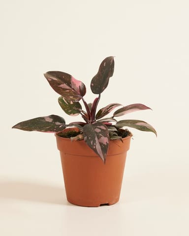 Philodendron Baumfreund Pink Princess