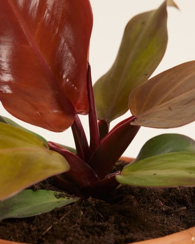 Philodendron McColley's Finale