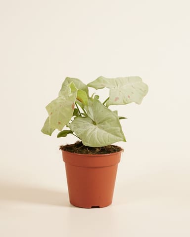 Syngonium Confetti