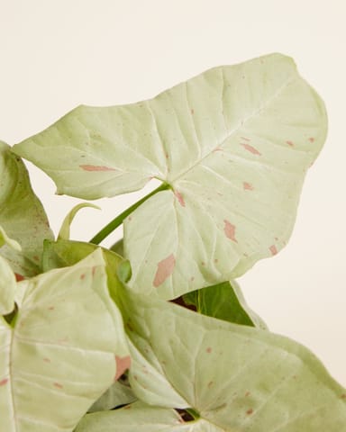 Syngonium Confetti