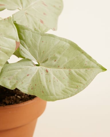 Syngonium Confetti