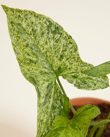 Syngonium Mottled