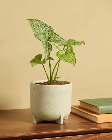 Syngonium Mottled