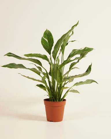 Spathiphyllum Giglio della pace Diamond Variegata