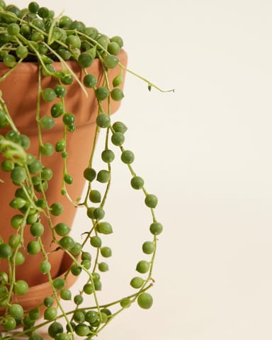 Senecio Rowleyanus