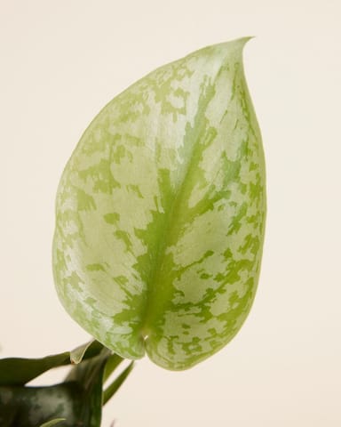 Scindapsus Pictus Trebie