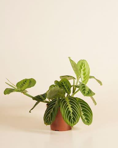 Maranta Gebetspflanze Lemon Lime