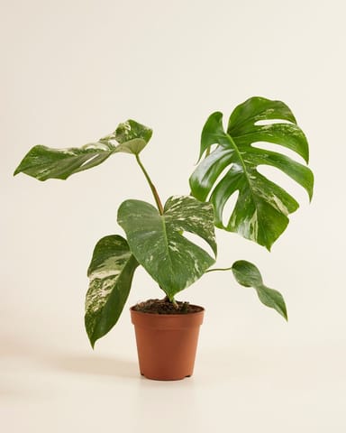Monstera Fensterblatt Deliciosa Variegata (B-grade)