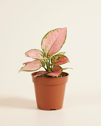 Aglaonema Aglaonème Pink Princess