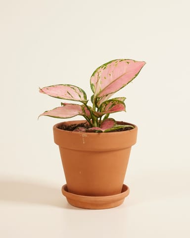 Aglaonema Aglaonème Pink Princess